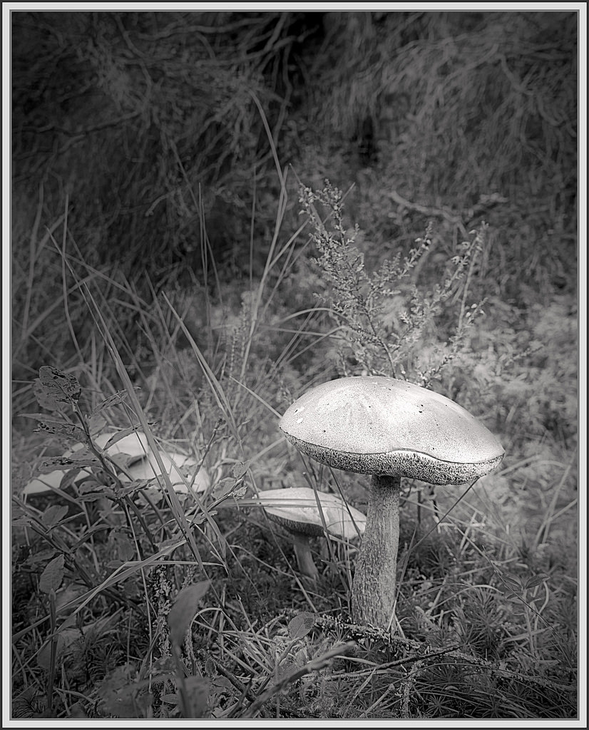 15634241360_458357365e_b